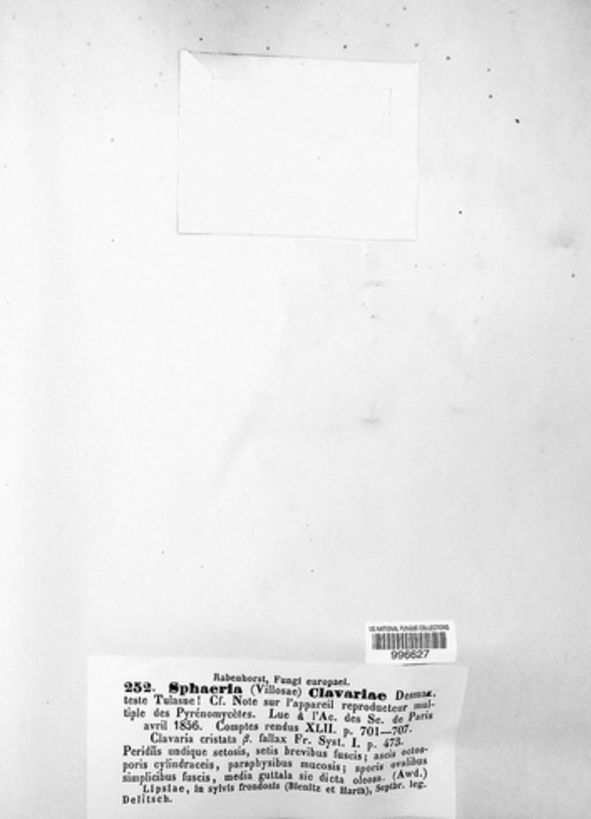 Sphaeria clavariae image